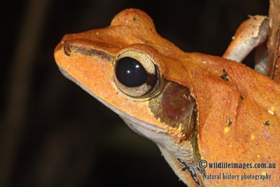 Dark-eared Tree Frog - Polypedates macrotis