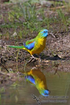 Turquoise Parrot 0878.jpg