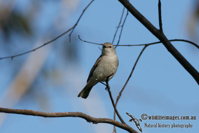 Western Gerygone 0931.jpg