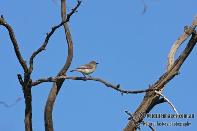 Western Gerygone 0938.jpg