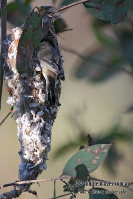 Western Gerygone 1005.jpg