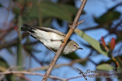 Western Gerygone 0927.jpg