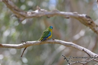 Turquoise Parrot 0808.jpg