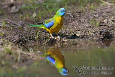 Turquoise Parrot 0854.jpg