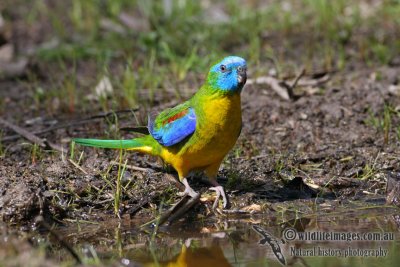 Turquoise Parrot 0859.jpg