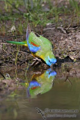 Turquoise Parrot 0879.jpg