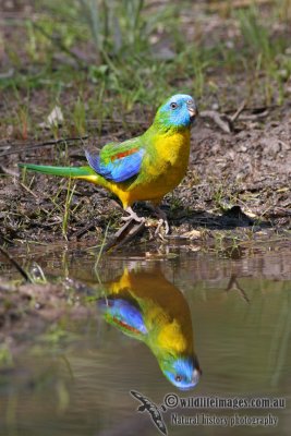 Turquoise Parrot 0881.jpg