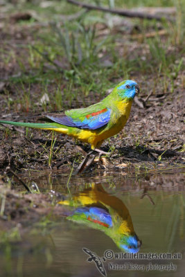 Turquoise Parrot 0884.jpg