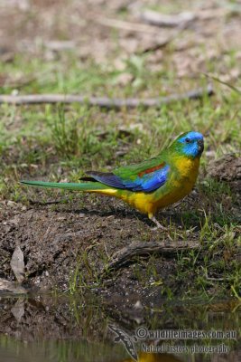 Turquoise Parrot 0886.jpg