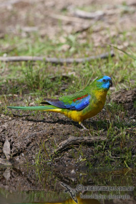 Turquoise Parrot 0889.jpg