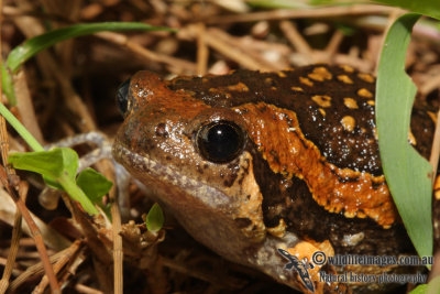Banded Bullfrog - Kaloula pulchra