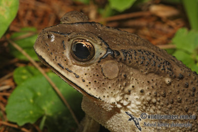 Asiatic Toad - Duttaphrynus (Bufo) melanostictus