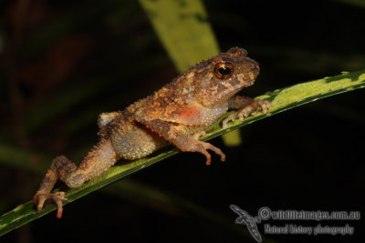 Crested Toad - Ingerophrynus (Bufo) divergens