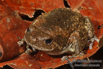 Brown Bullfrog - Kaloula baleata