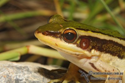 Paddyfield Frog - Hylarana erythraea