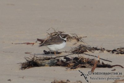 Semipalmated Plover 1497.jpg