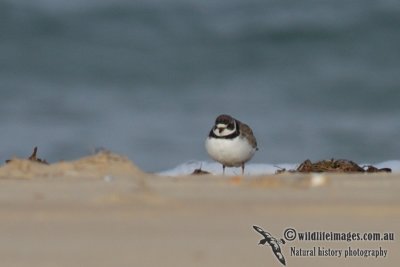 Semipalmated Plover 1516.jpg