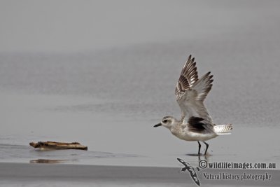 Grey Plover a8242.jpg