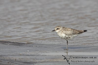 Grey Plover a8468.jpg