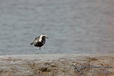 Grey Plover a8712.jpg