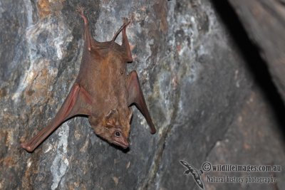 Common Sheathtail Bat a6364.jpg