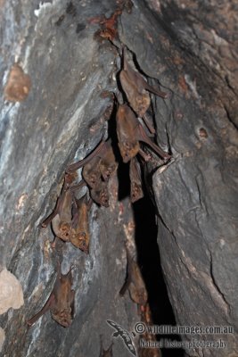 Common Sheathtail Bat a6368.jpg