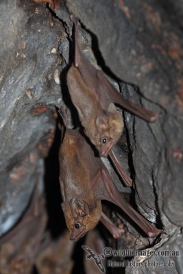 Common Sheathtail Bat a6369.jpg