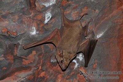 Common Sheathtail Bat a6376.jpg