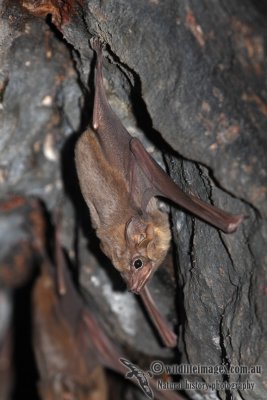 Common Sheathtail Bat a6377.jpg