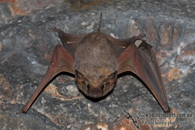 Common Sheathtail Bat a6387.jpg