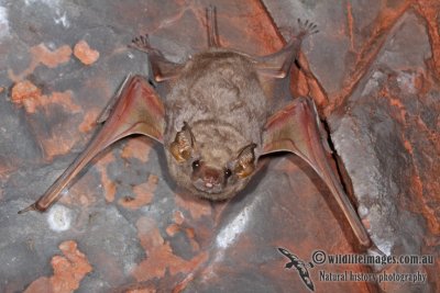 Common Sheathtail Bat