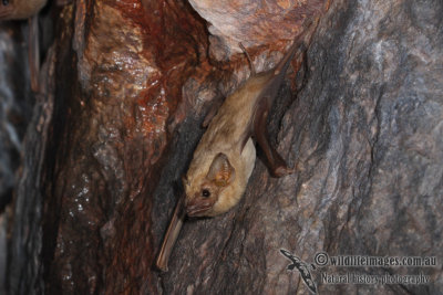 Common Sheathtail Bat a6404.jpg