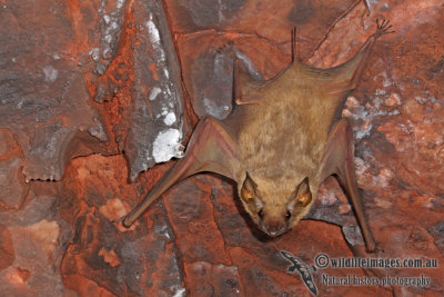 Common Sheathtail Bat a6408.jpg