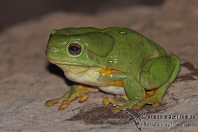 Magnificent Tree Frog  - Litoria splendida