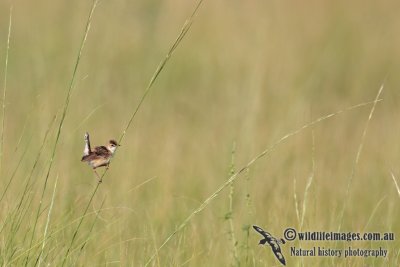 Zitting Cisticola a5880.jpg