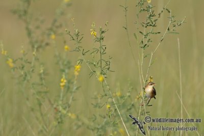 Zitting Cisticola a5886.jpg