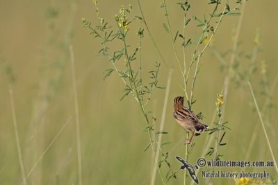 Zitting Cisticola a5895.jpg