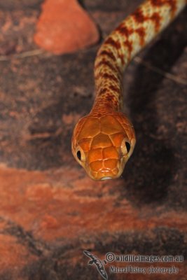Brown Tree-Snake - Boiga irregularis