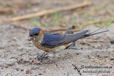 Red-rumped Swallow a1222.jpg