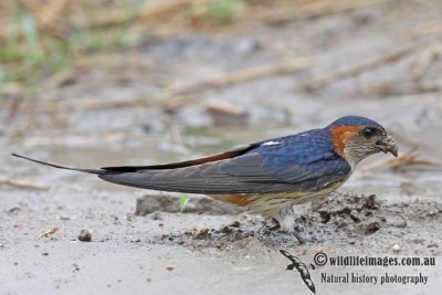 Red-rumped Swallow a1233.jpg