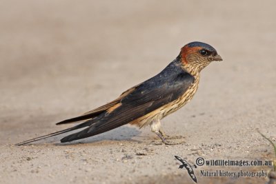 Red-rumped Swallow a1447.jpg