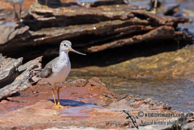 Terek Sandpiper a5239.jpg