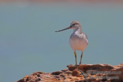 Terek Sandpiper a5301.jpg