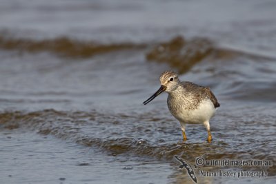 Terek_Sandpiper_a9599.jpg