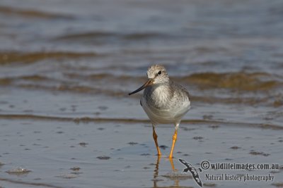 Terek Sandpiper a9917.jpg