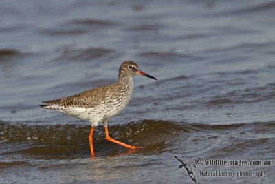 Common Redshank a0182.jpg