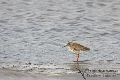 Common Redshank a8539.jpg