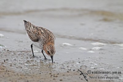 Red-necked Stint a0822.jpg