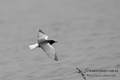 White-winged Black Tern a0900.jpg