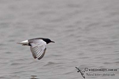 White-winged Black Tern a0948.jpg